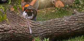 Best Tree Mulching  in White City, OR