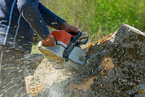 Best Emergency Tree Removal  in White City, OR